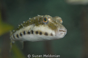 Band tailed Puffer by Suzan Meldonian 